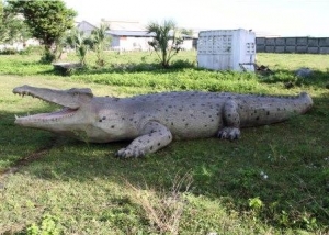Crocodile 28ft (JR 100097)