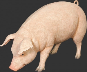Pig - Fat (JR 120073)