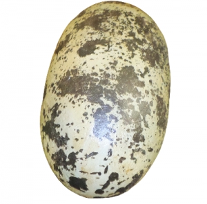 Theropod Egg - 12inch (JR 140031)