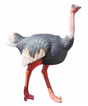 Ostrich (JR 2882)