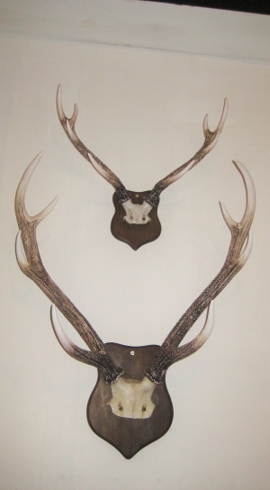 Small Mounted Antler (JR DD88199A)