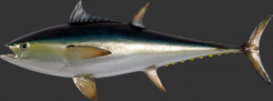 Bluefin Tuna (JR 120054)