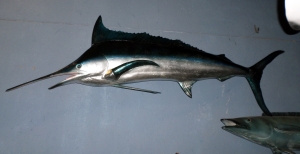Blue Marlin (JR 130078)
