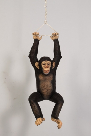 Chimpanzee Hanging (JR 120040)