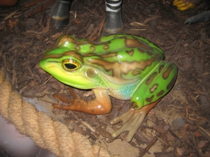 Green and Golden Bell Frog (JR 100003)