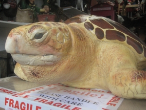 Loggerhead Turtle  (JR 090048)