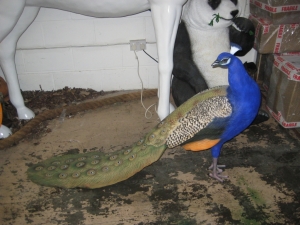 Peacock (JR 110074)