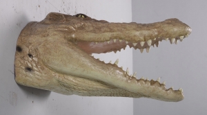 Crocodile head mouth open JR 190049