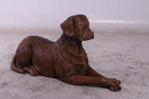 Labrador lying down in Chocolate -JR 150251C