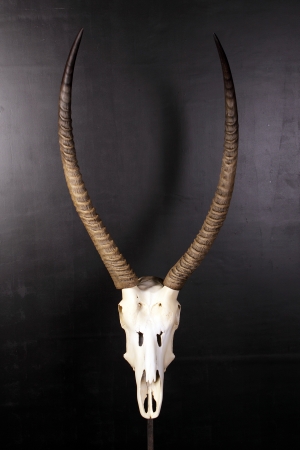 Ivory Skull (JR 0029)