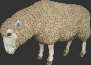 Merino Sheep Head Down (JR 020409)