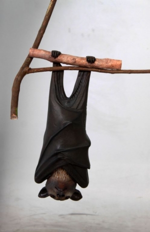 Bat - Spectacled Flying Fox (JR 100119)