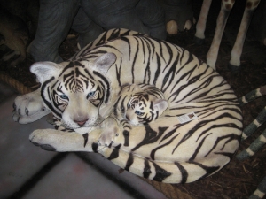 Bengal Tigress with Cub - Siberian White (JR 120011w)