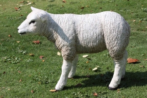 Texelaar Lamb (JR 100024w)   