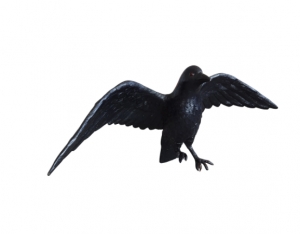 Crow taking off (JR R-100)