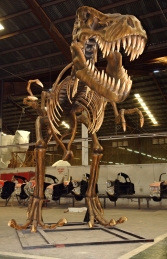 T Rex Skeleton (JR 2602)