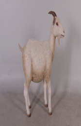 Goat - Cream (JR 100044) - Thumbnail 02