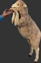 Merino Sheep - Curious (JR 110047)