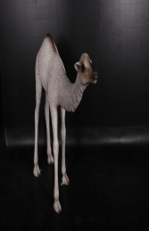 Dromedary Camel Calf 5ft (JR 130008)