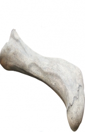 Apatosaurus Femur Fossil (JR 140057)