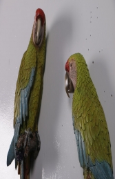 Buffons Macaw set of 2 JR 190152 - Thumbnail 03