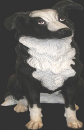 Sheep dog sitting Border Collie (JR 080070)