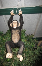 Chimpanzee Hanging (JR 120040) - Thumbnail 03