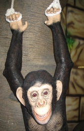 Chimpanzee Hanging (JR 120040) - Thumbnail 02
