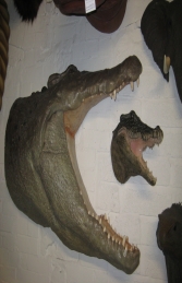 Crocodile Head (JR DD88106A) - Thumbnail 02