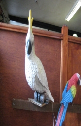 Cockatoo (JR R-034)