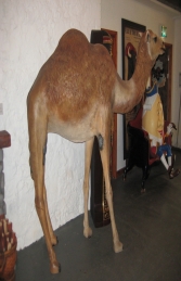 Camel - Dromedary (JR 120052) - Thumbnail 01