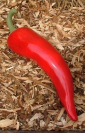 Chili Pepper- Red 73cm (JR 2479-a) - Thumbnail 01