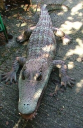 Alligator Kaiman 6.5ft long (JR 2212)