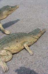 Crocodile Resting 4ft long (JR 080111) - Thumbnail 03