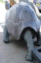 Giant Galapagos Tortoise (JR 080124) - Thumbnail 02