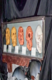 Evolution of Man- cased skulls (JR 1667) - Thumbnail 03