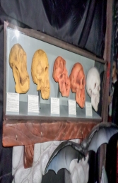 Evolution of Man- cased skulls (JR 1667) - Thumbnail 02