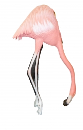 Flamingo Head Down (JR 2924) - Thumbnail 01