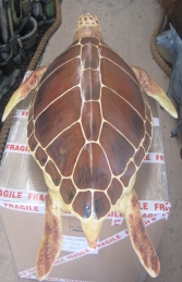 Loggerhead Turtle  (JR 090048) - Thumbnail 02
