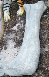 Apatosaurus Femur Fossil (JR 140057) - Thumbnail 02