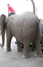Elephant - African (JR 100059) - Thumbnail 02