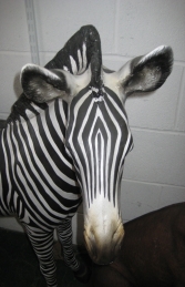 Zebra Foal (JR 110099) - Thumbnail 03