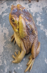 Cane Toad (JR 110082) - Thumbnail 02