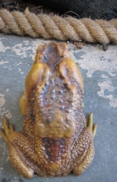 Cane Toad (JR 110082) - Thumbnail 03
