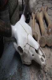 Bull Skull Resin (JR 2155) - Thumbnail 02