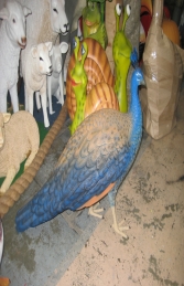 Peacock Female (JR 2687) - Thumbnail 01