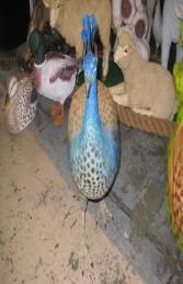 Peacock Female (JR 2687) - Thumbnail 02