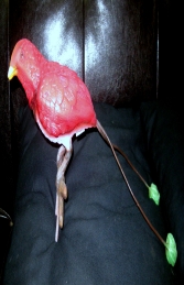 Bird of Paradise (JR FSC1392)