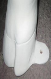 Cow - Smooth White head up without horns (JR SB006) - Thumbnail 03