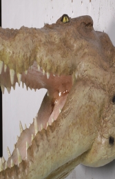 Crocodile head mouth open JR 190049 - Thumbnail 03
